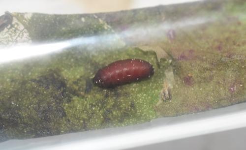Pegomya sp.